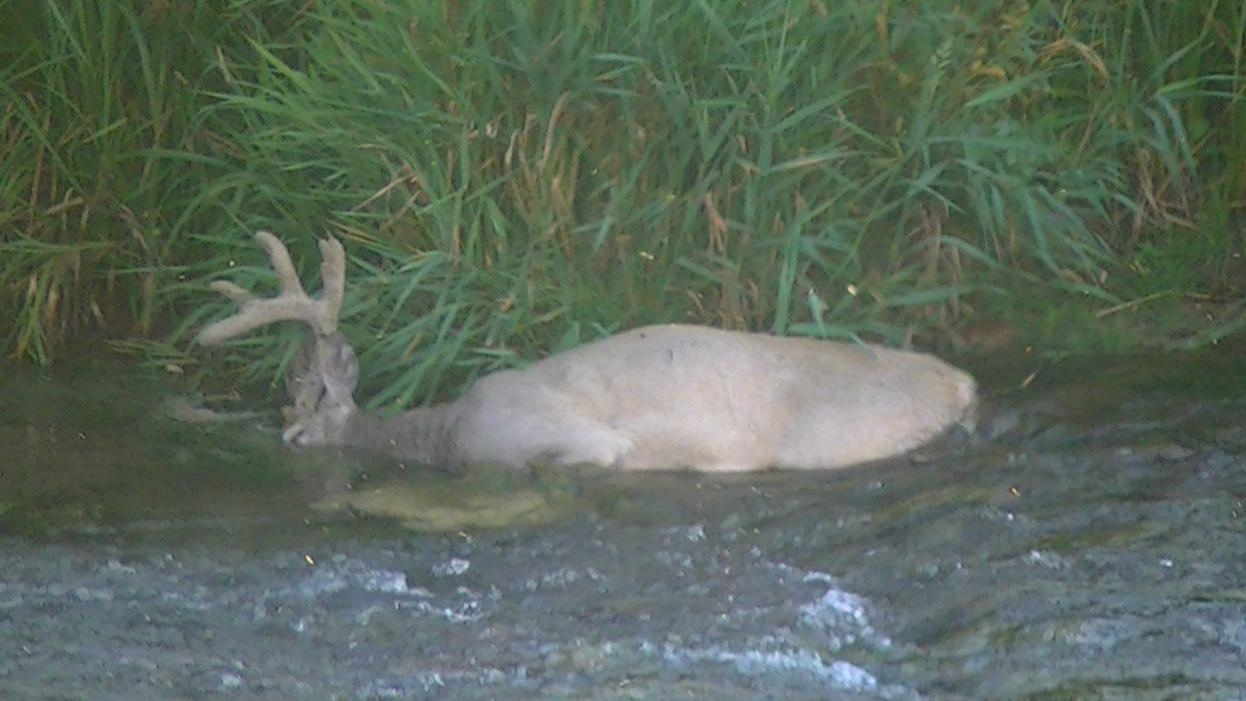 ehd buck