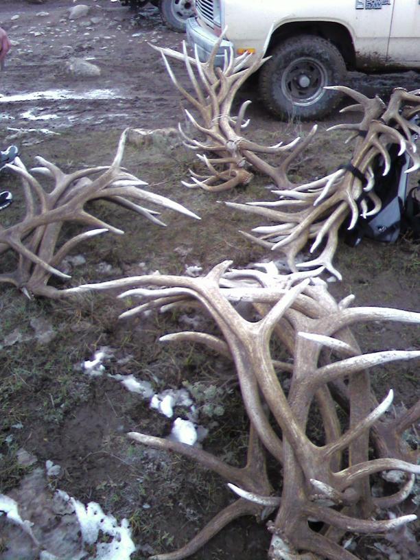 Elk Sheds
