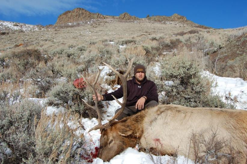 elk