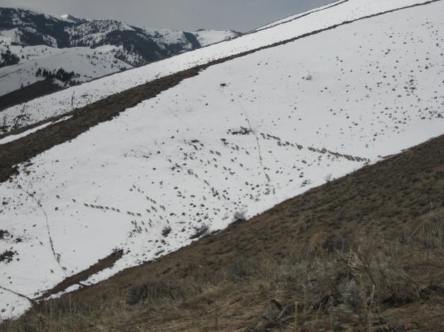 Elk