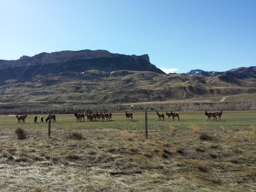 elk