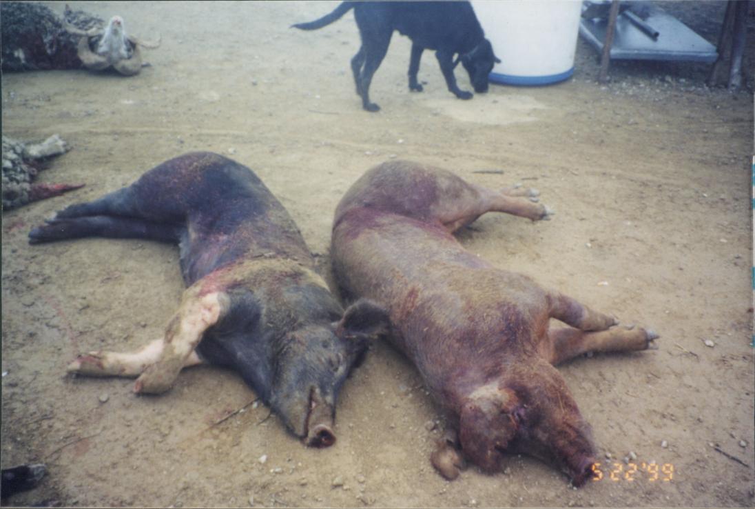 Feral Pigs taken with BFR 45/70 Govt.