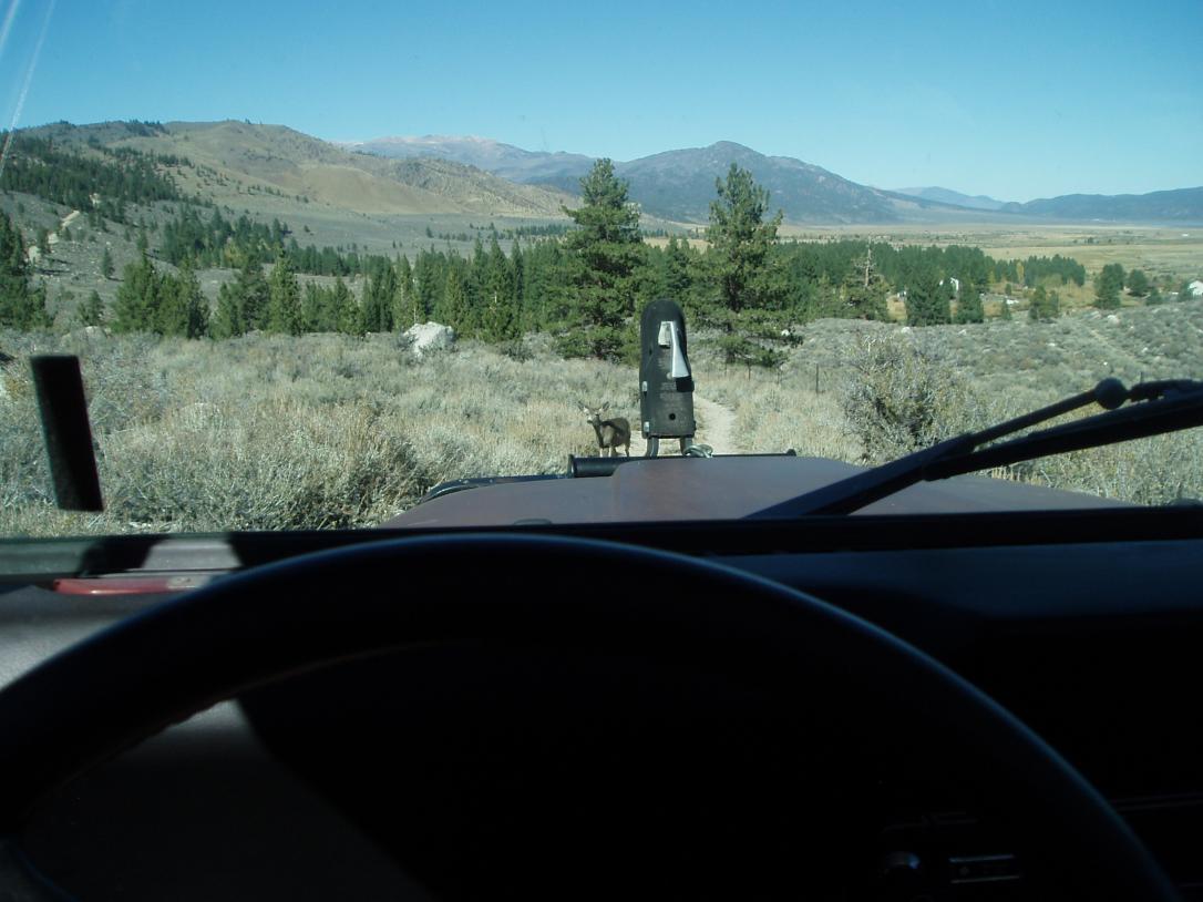 Friendly Doe Mono County