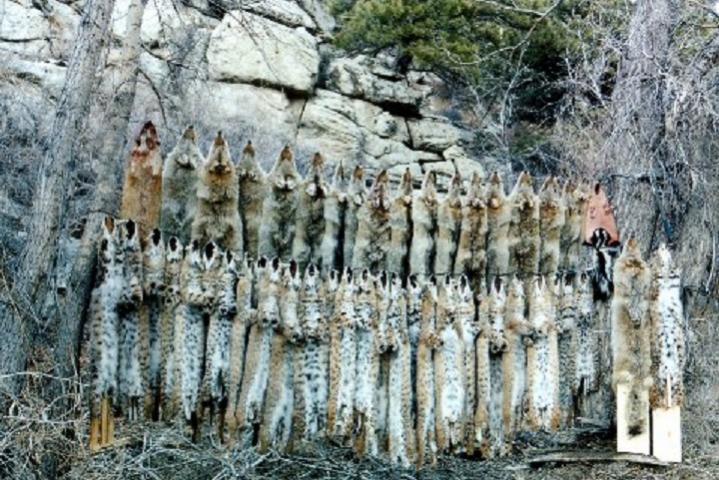 fur lineup