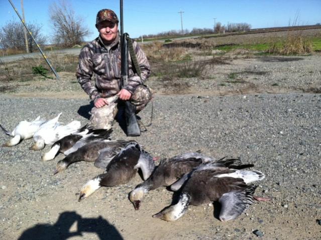 Geese Hunt (Blue Geese) 2013