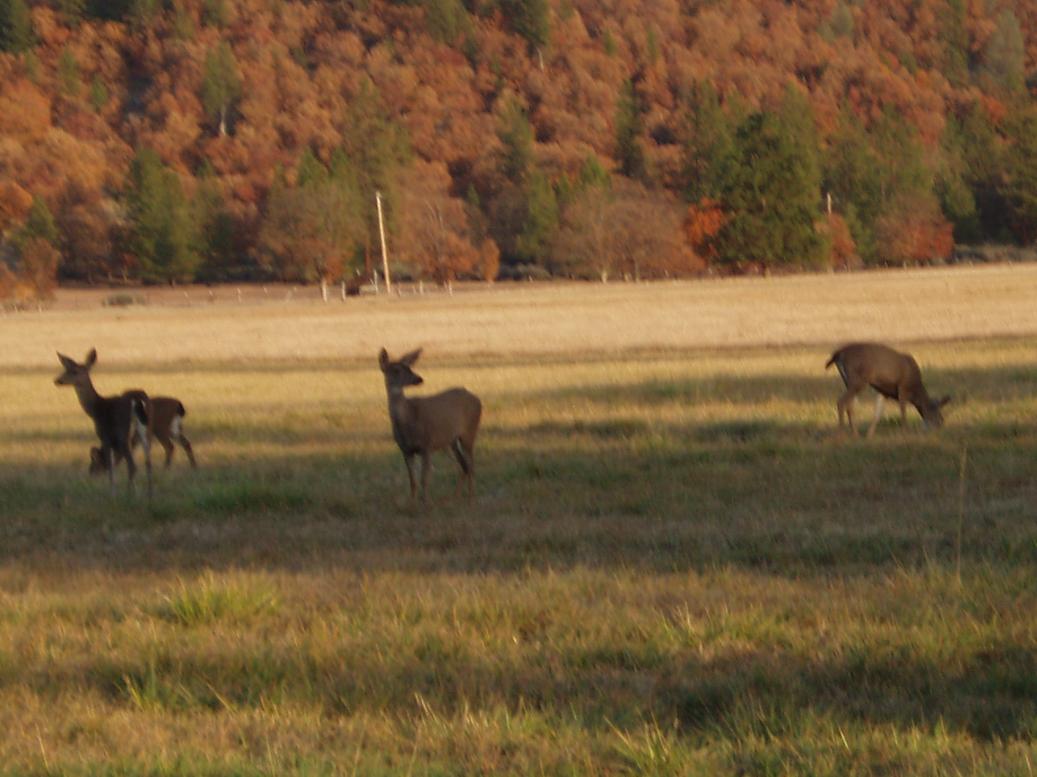 Hayfork 2013 Blacktail Does-Watching for lions