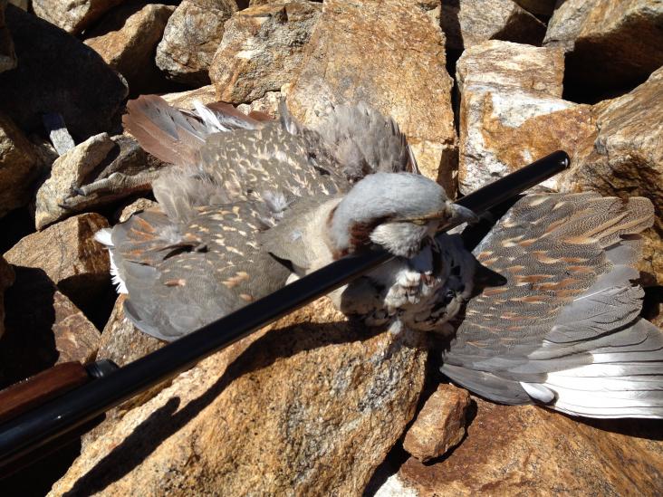 Himalayan Snowcock 1