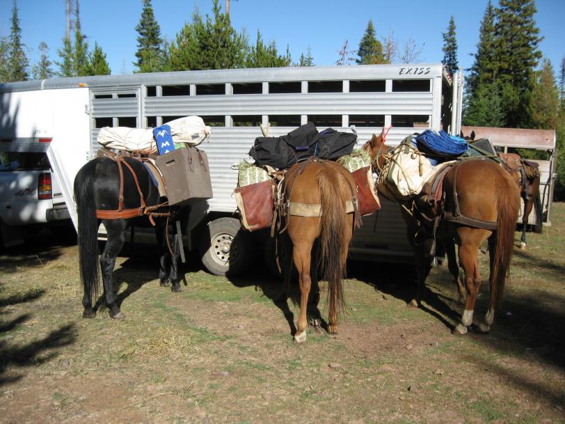 horses ready to go