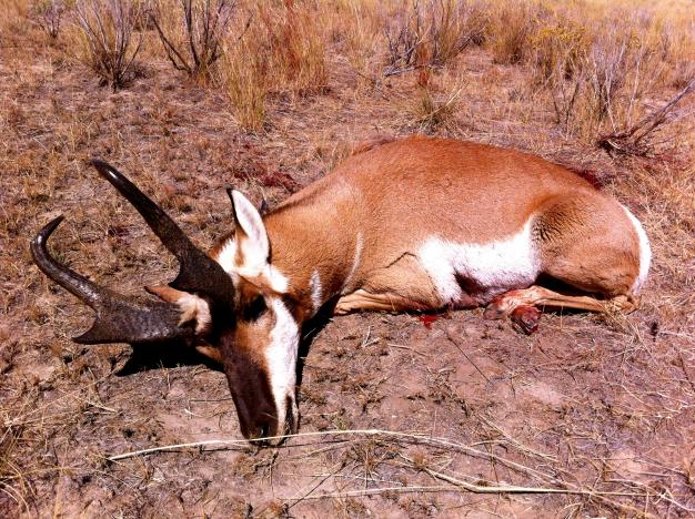 Idaho Archery Antelope 2013
84 1/8&quot; Gross P&amp;Y
83 2/8&quot; Net P&amp;Y