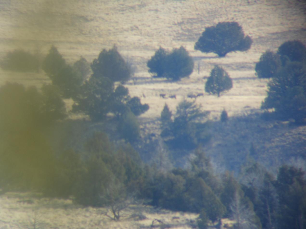 Idaho hunt 12 002
