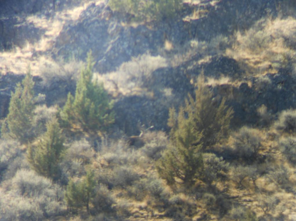 Idaho hunt 12 015