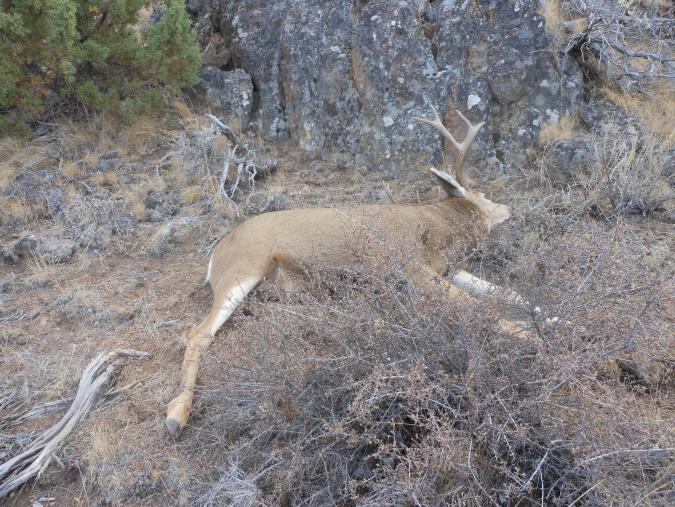 Idaho hunt 12 019