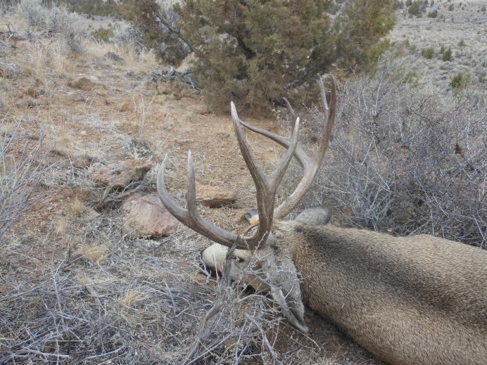 Idaho hunt 12 026