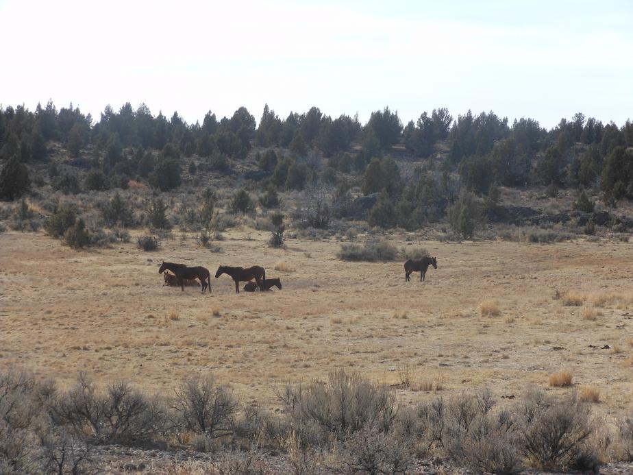 Idaho hunt 12 070