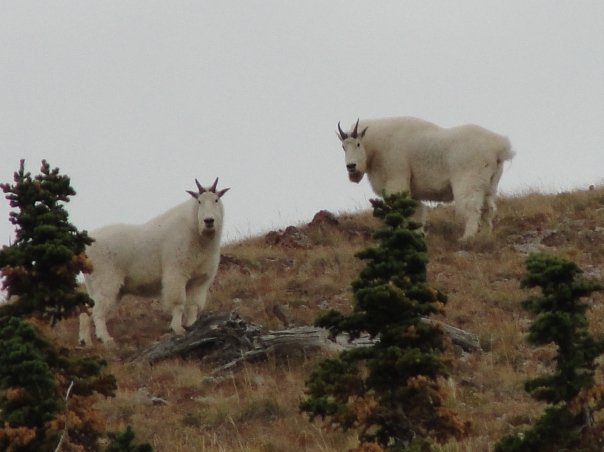 Idaho Mtn. Goats