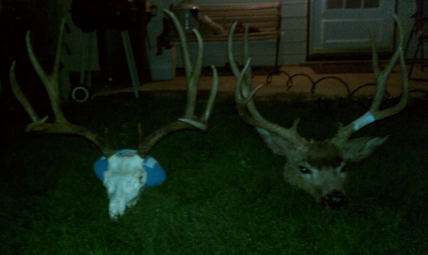 IMAG0025
2010/2011 Archery bucks