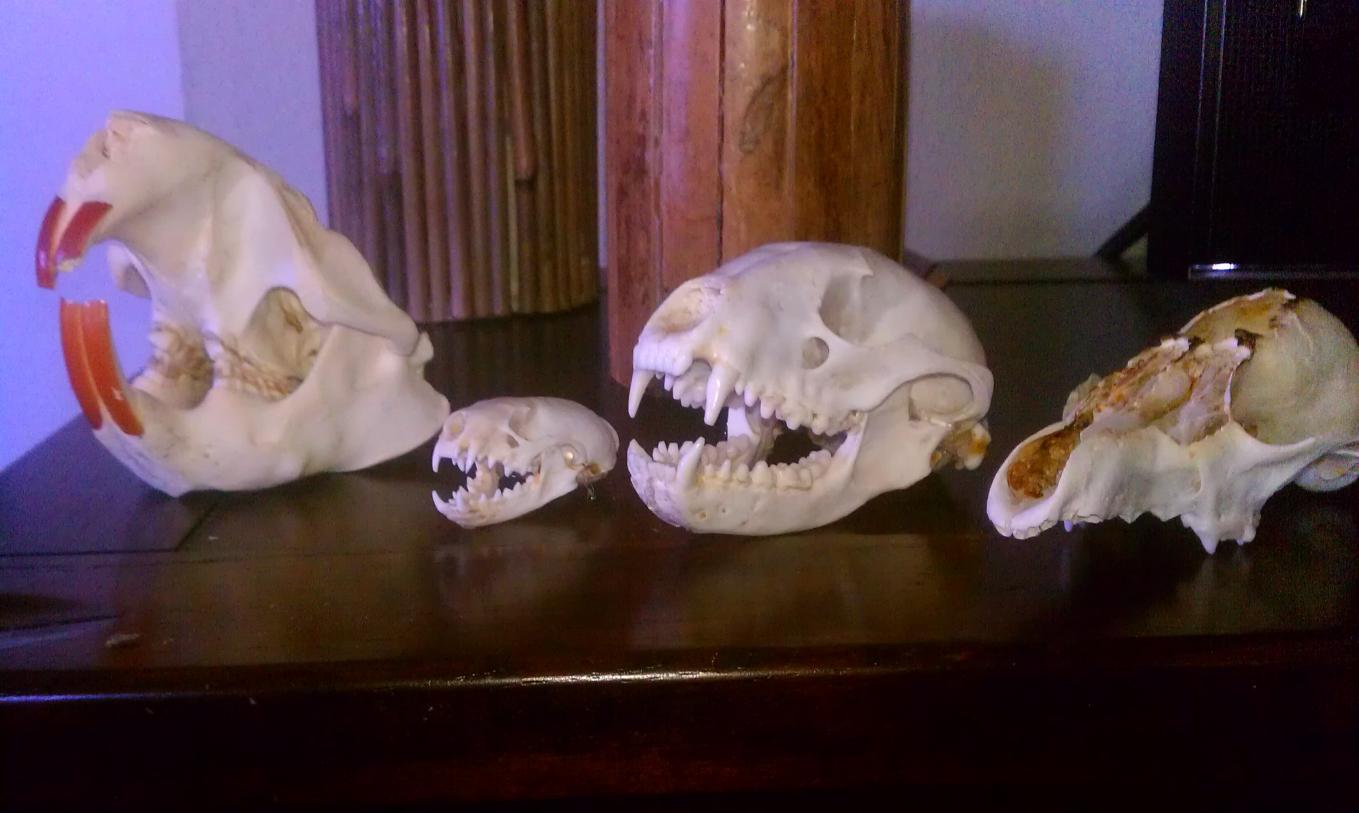 IMAG0179
Road kill collection