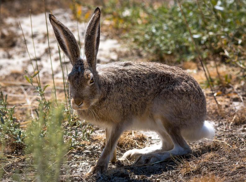 Jack Rabbit