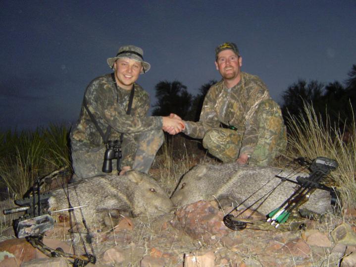 Javelina