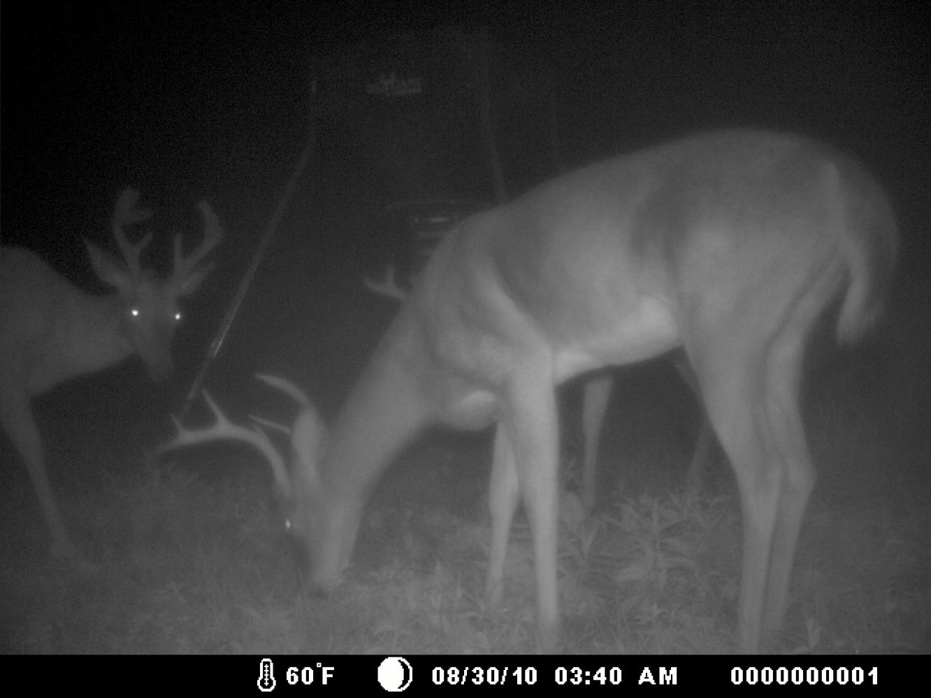 just some little guys in the summer hitting up the corn.  easiest way to get pics :)