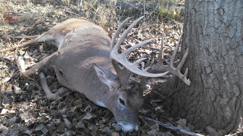 Kansas public land 2014 buck (score 201 3/4&quot;)