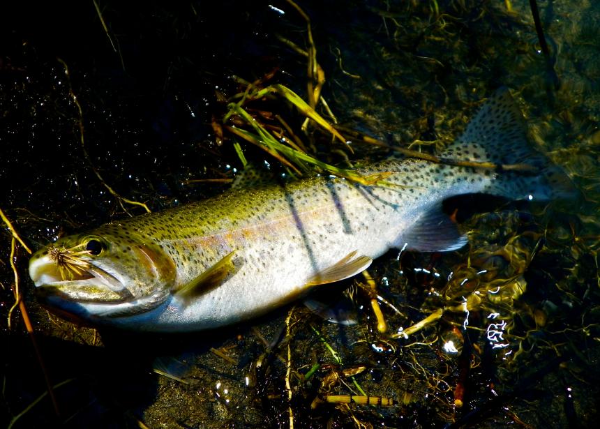 Kern River Rainbow Trout