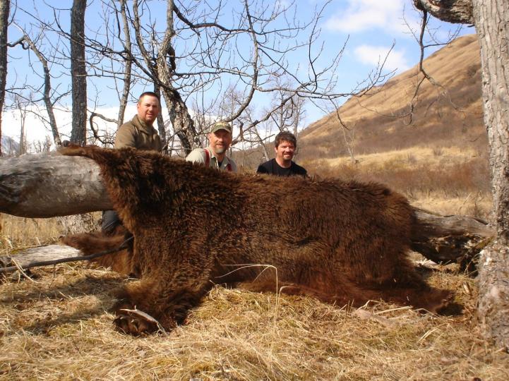 kodiak brown bear 2008