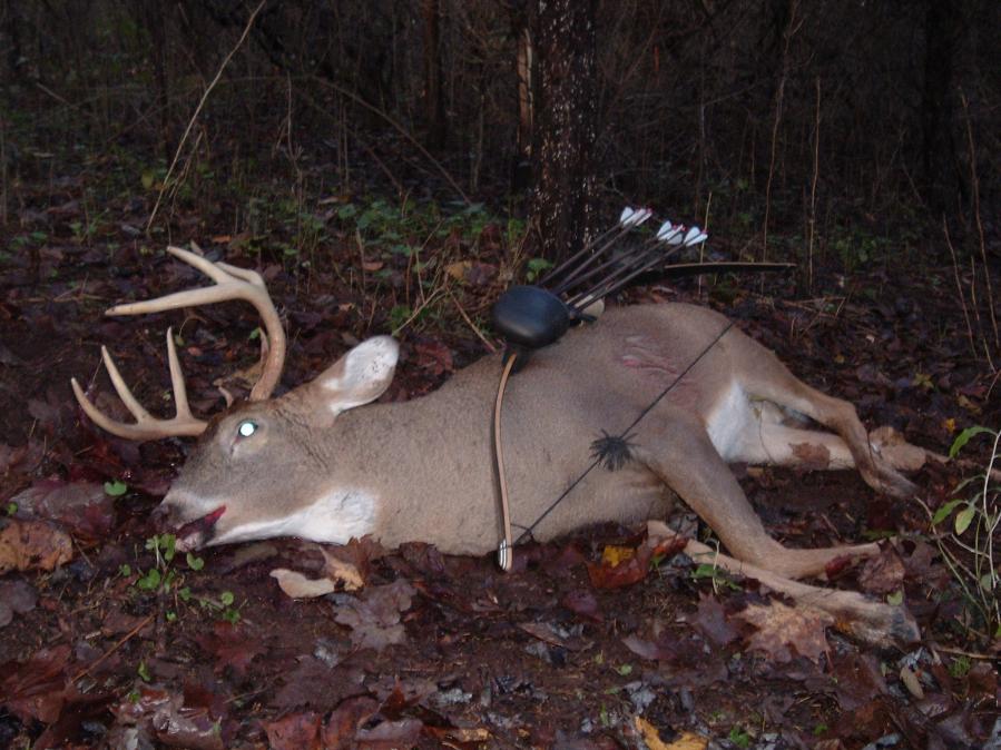 LB Buck with Bow
