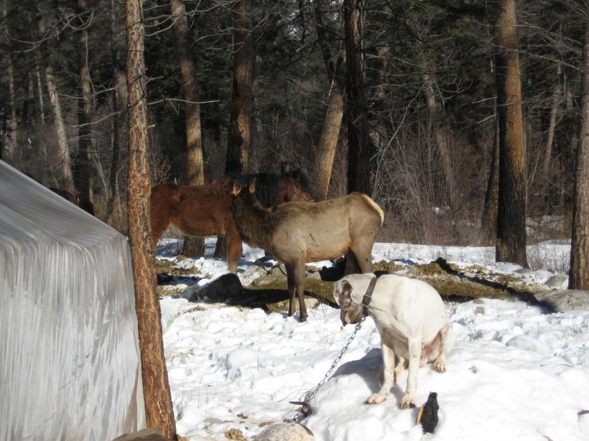 Lion camp in the middle of the Frank Church in January. Hounds, elk, horses, and wall tents. 2009