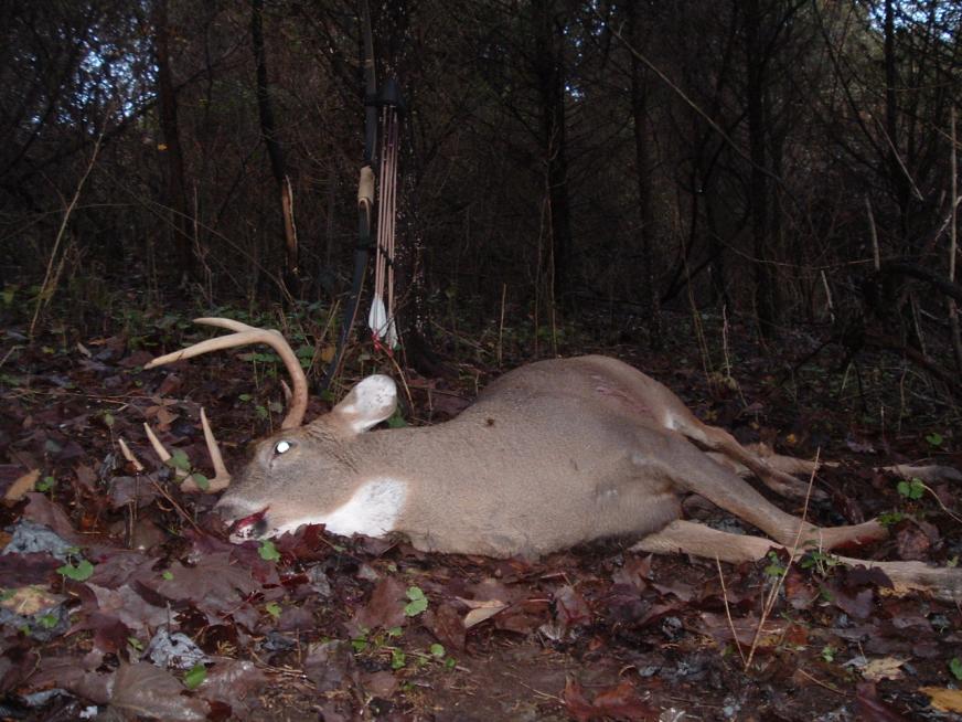 Longbow Buck as he fell