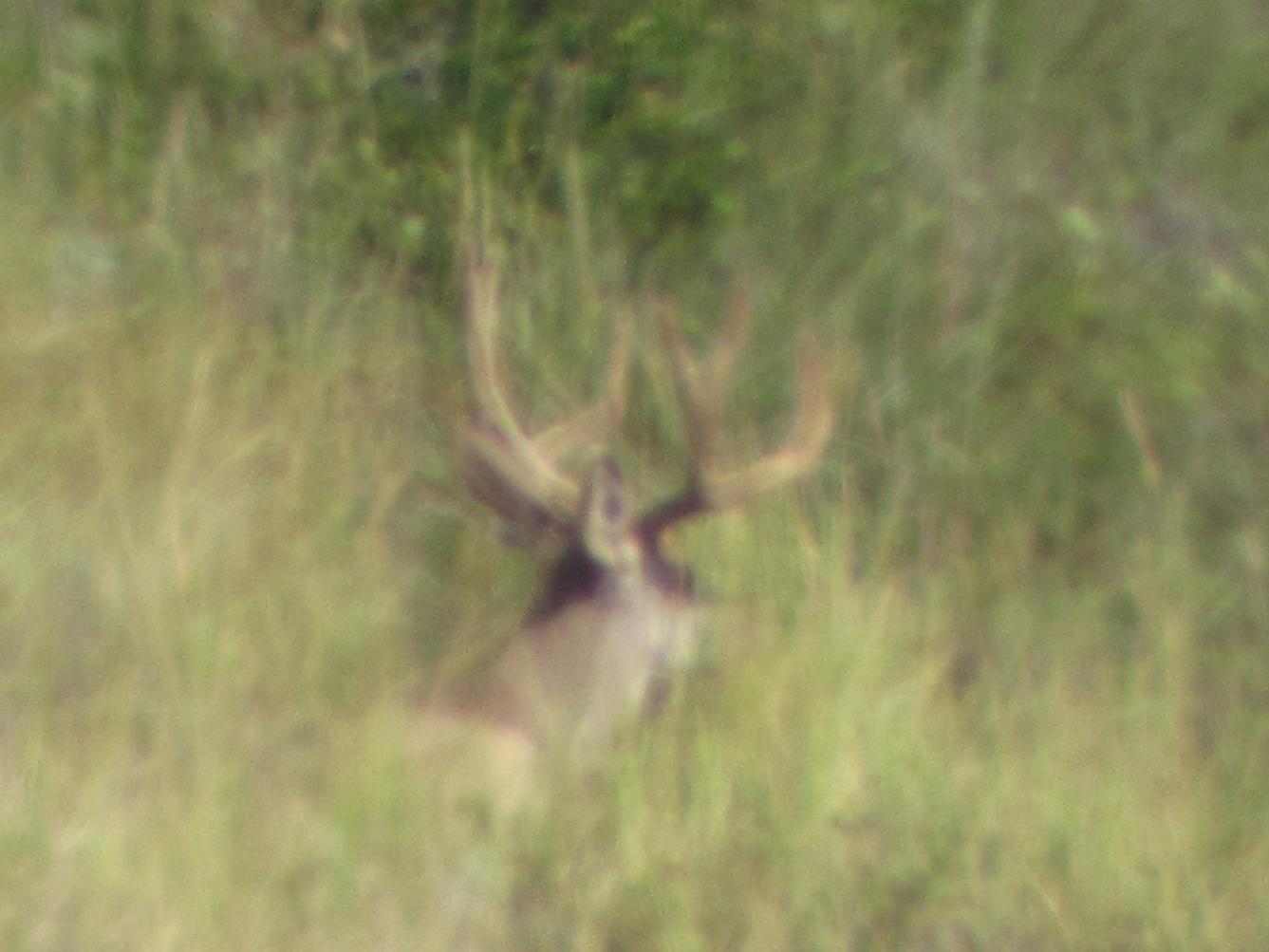 Looked nice initially, but through spotting scope, missing the end of his beam on the left side.