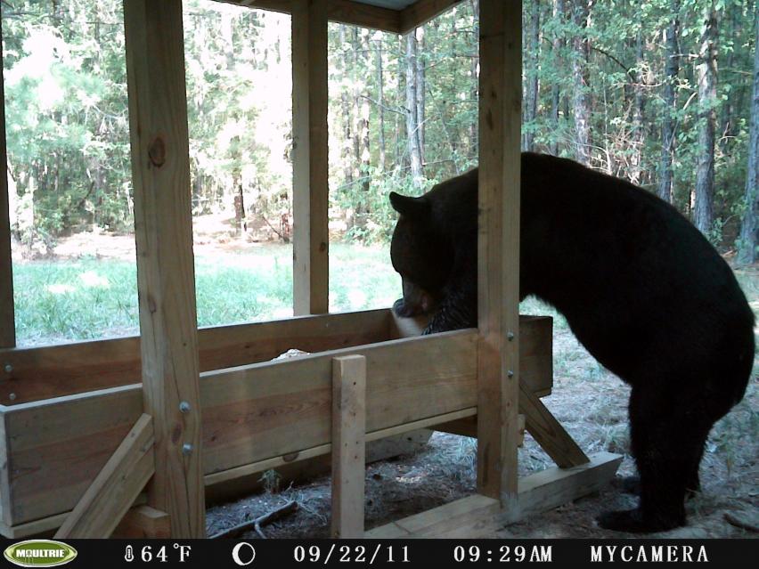 Louisiana Black Bear at deer feeder.