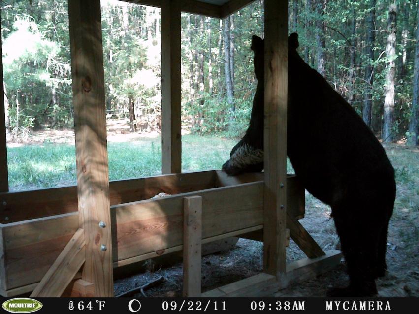 Louisiana Black Bear