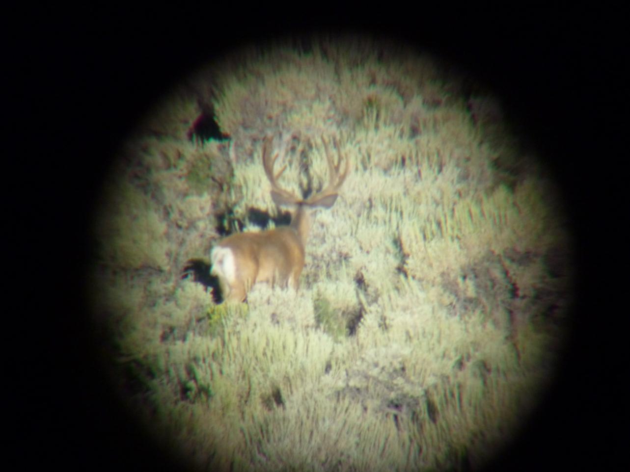 MONSTER BUCK!