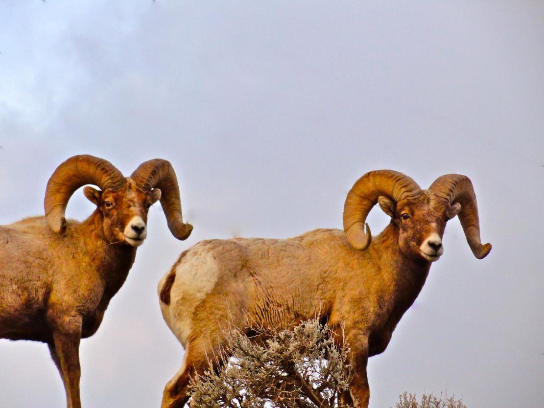 Montana Bighorns