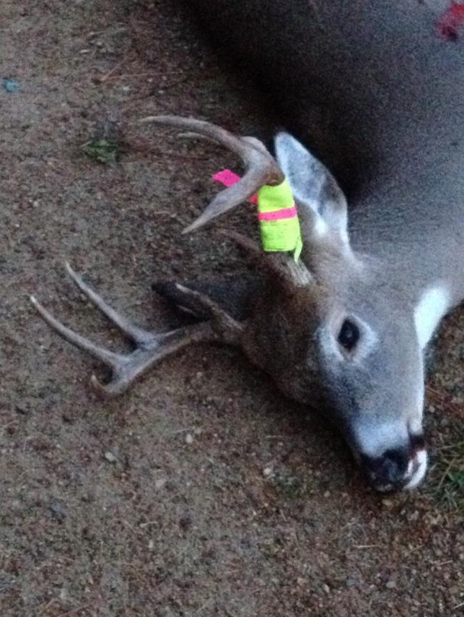 Montana whitetail