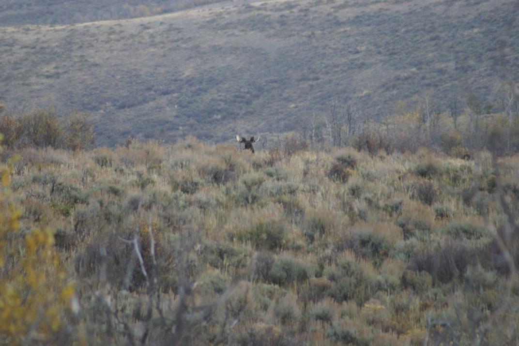 Moose 6