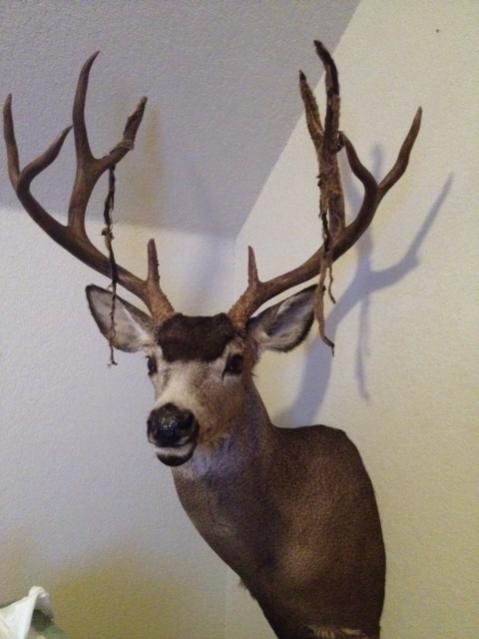 Mule Deer, California 2011