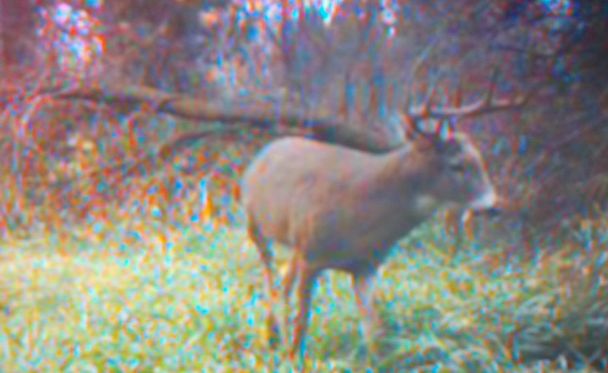 My 2010 Archery Deer on my trail cam