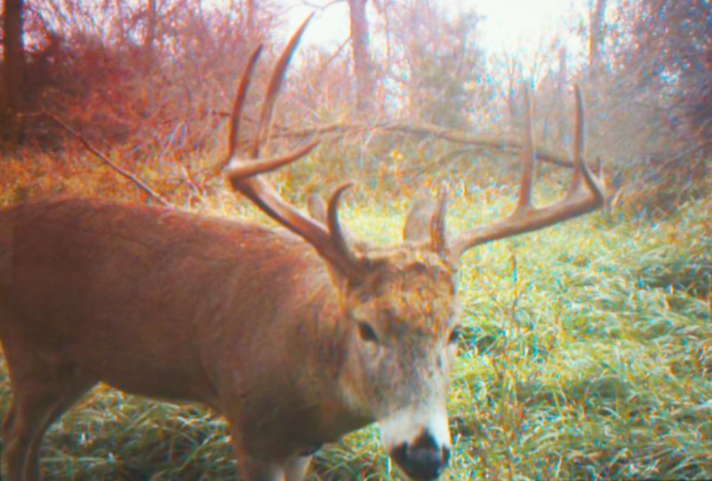 My 2010 Archery Deer on my trail cam