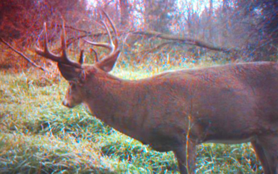 My 2010 Archery Deer on my trail cam