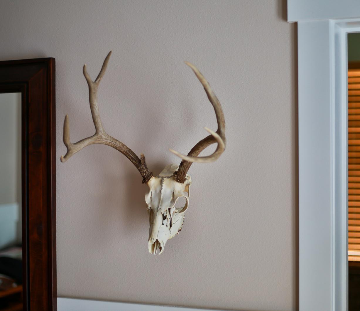 My first 4 point muley