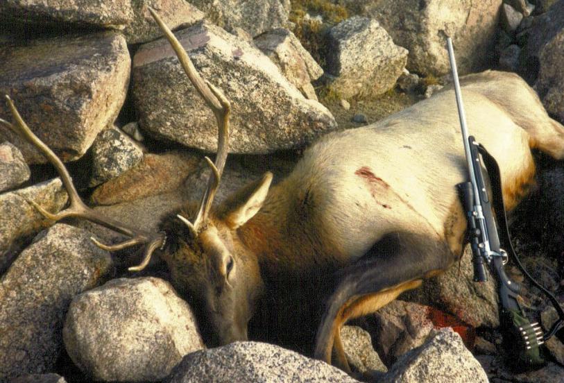My first elk