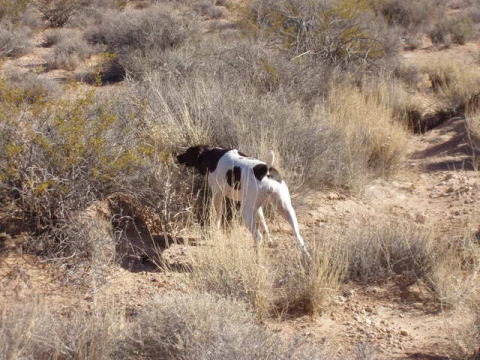 My huntin buddy