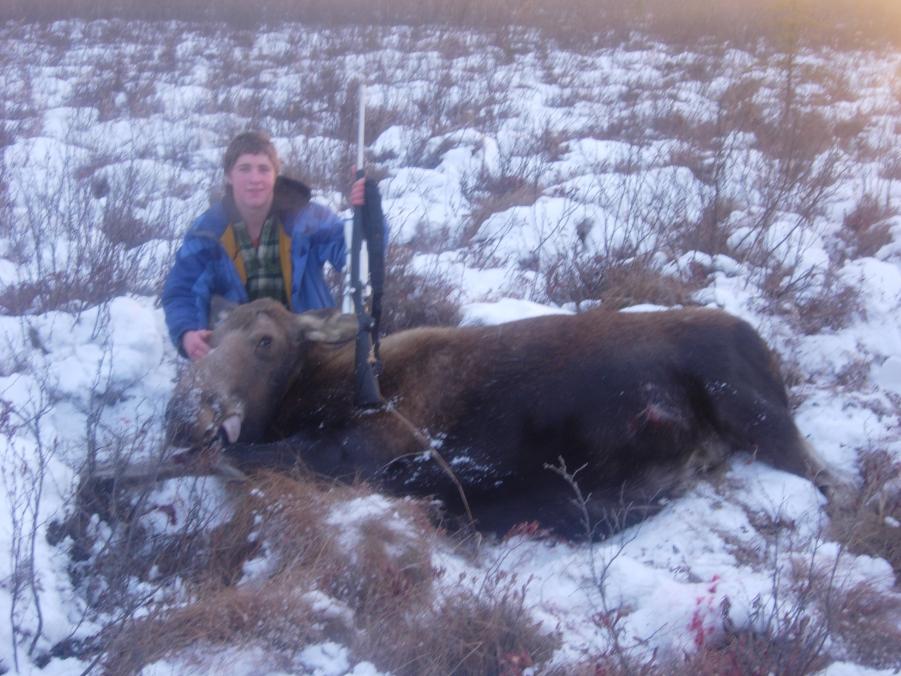 My little brothers cow moose.