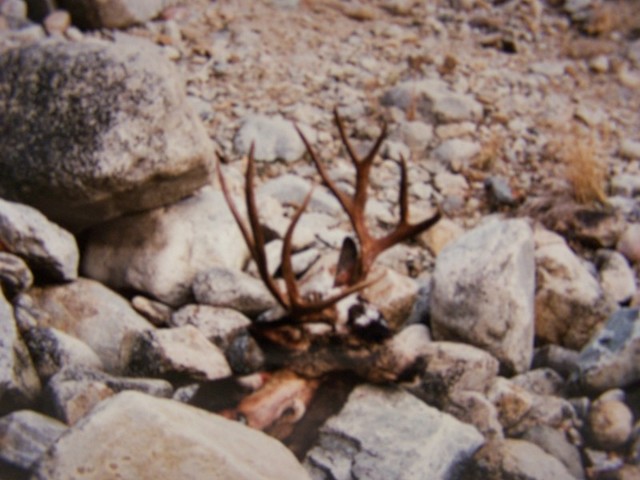 Nelspics 025