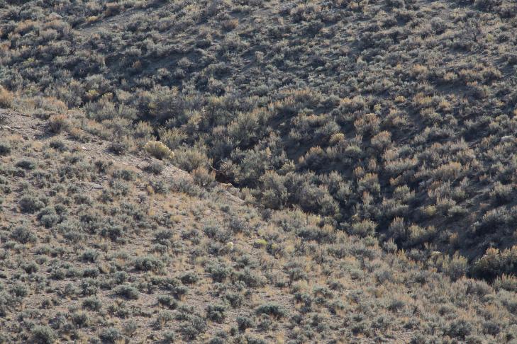 Nephew spotted this bull during an antelope hunt.