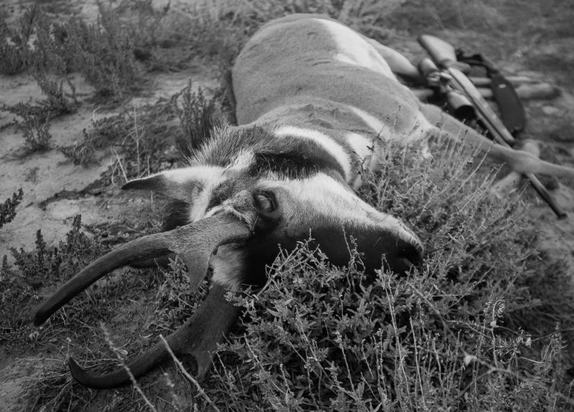 Nephew's pronghorn