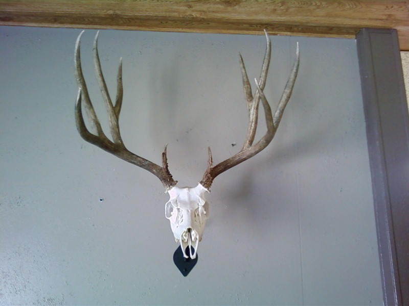 Nevada 2009 Muzzleloader Euro Mount