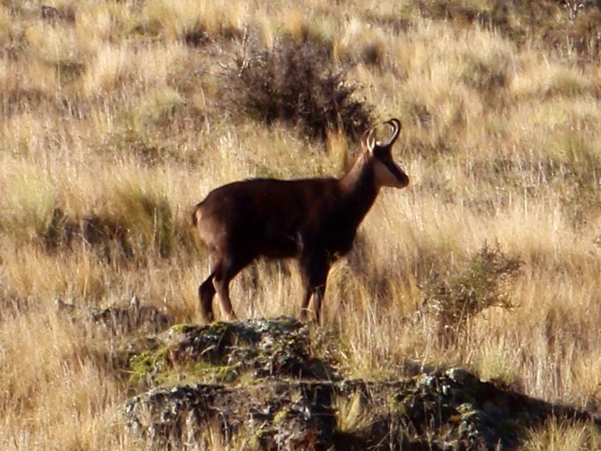 Nice Buck sunning himself early morning.